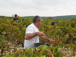 2013 Harvest La Cabotte