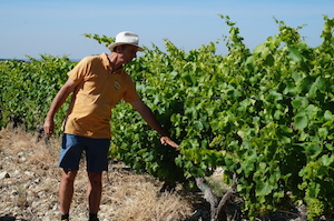 Vineyard tour in the Rhône Valley
