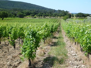 training wires for vine Rhône Valley