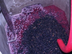 Harvested Grapes falling into the fermentation vat