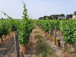 Adopt a vine in France 