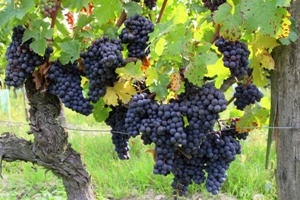 Ripe grapes ready for picking
