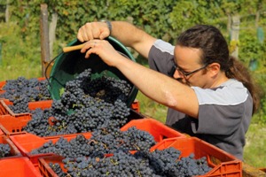 Emptying the harvested grapes into the crates