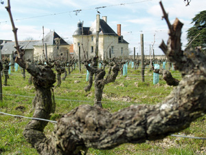 Rent-a-vine Gift in France.