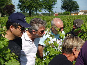 Vines Wine Vineyard Winemaker Gourmet Odyssey Bordeaux
