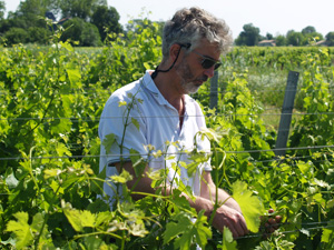 Winemaker Vineyard Vines