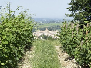 A Discovery Experience Day in the Côtes du Rhône at Château Cohola