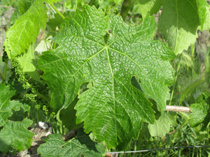 Adopt a vine in Bordeaux