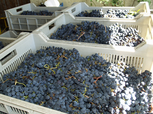 Harvest day with Gourmet Odyssey in Bordeaux