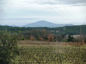 Organic vineyard tour in France.