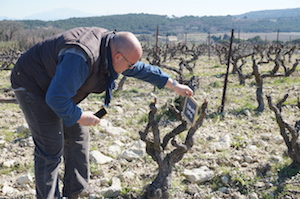 Vine adoption in the Vallée du Rhône