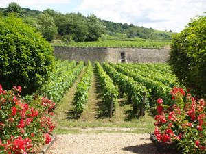 Discovery Experience Day at Domaine Chapelle, Burgundy, Wine Experience Gift
