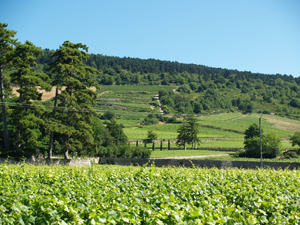 Adopt-a-vine in Burgundy, Terroir, Wine, Vines