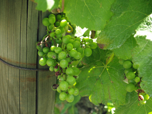 Grapes Vines Vineyard