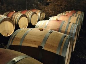 Discover how to make organic wine in Burgundy