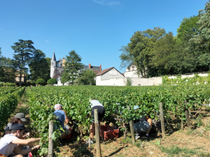 The Gourmet Odyssey apprentice wine-makers participate in the Harvest Experience Day at Domaine Chapelle in Burgundy