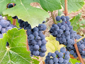 The top quality grapes waiting to be picked 