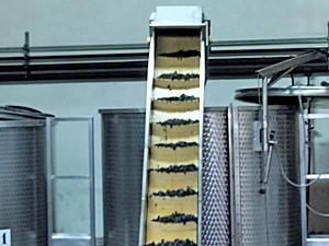 The grapes are carried into the vat using the giraffe 