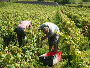 Harvesting the Grapes from the adopt-a-vines