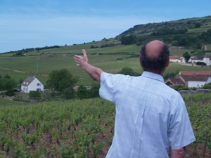 Burgundy vineyards