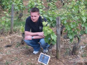Rent-a-vine sign in the Burgundy vineyard