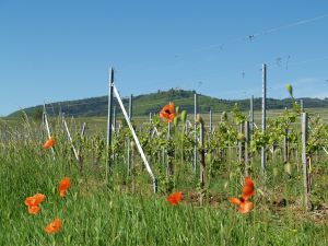 A Discovery Experience day in Alsace at Domaine Stentz-Buecher
