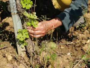 Removing the unwanted shoots form the vine trunks 