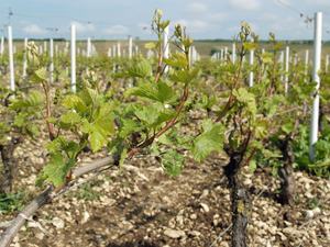 Chablis Vineyard Vines Wine Making