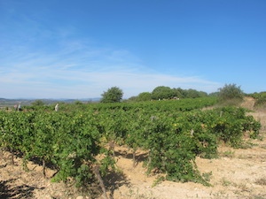 Rent a vine in Languedoc, unique wine gift