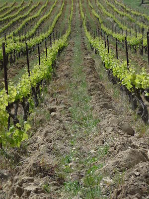 tilling the vineyard Rhone Valley France
