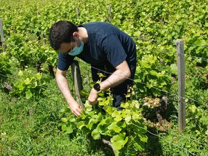 For an ideal Father’s Day gift, adopt some organic vines in France