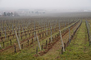 Adopt a vine france, Alsace