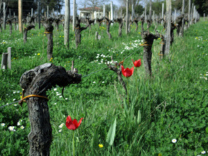 adopt a vines in Bordeaux with Gourmet Odyssey
