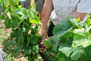 Vineyard experience in Burgundy, France