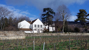 Vineyard experience, France, Burgundy