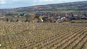 Rent a vine, Burgundy, France