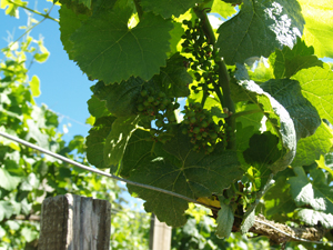 Vine-tending course in Burgundy, France