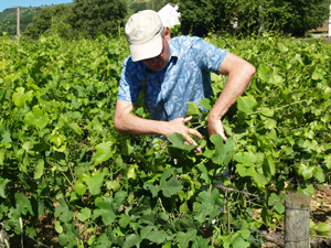 Meet a French organic wine producer in Burgundy