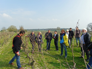 Rent a vine in Loire Valley, Chinon