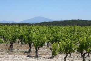 Vineyard experience in Rhône Valley, France
