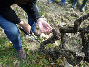 Adopt a vine france, Rhone Valley