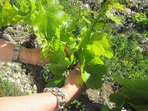 Weddig present wine in Rhone Valley