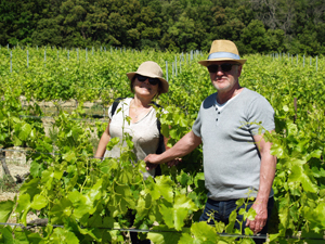 Vine rental in the Rhone Valley, France