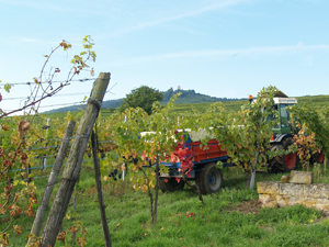 Vineyard experience, Alsace, France