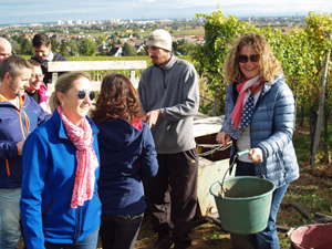 Harvest experience gift to participate in grape harvest in France