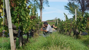 Vineyard experience, Bordeaux, France