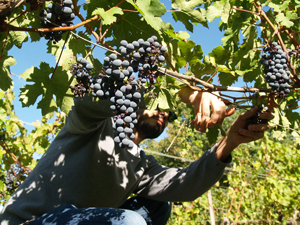 Grape harvest gift experience in Saint-Emilion, France