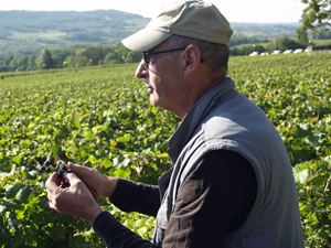 Harvest Experience Day at Domaine Chapelle with Jean-François
