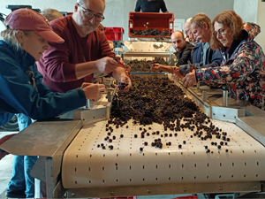 Sorting the harvested grapes