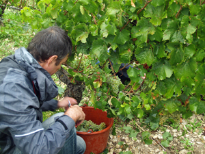 Vineyard experience in Burgundy, Chablis, France